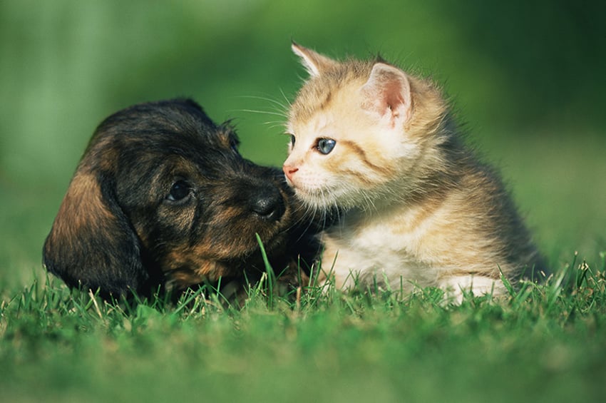 草地で遊ぶ子犬と子猫