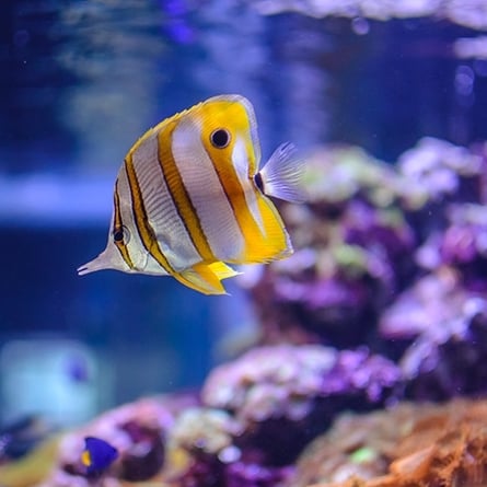 水槽内で泳ぐ熱帯魚の写真